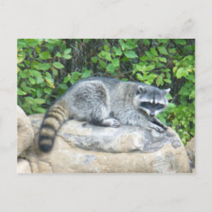 Raccoon auf Rock Postcard Postkarte