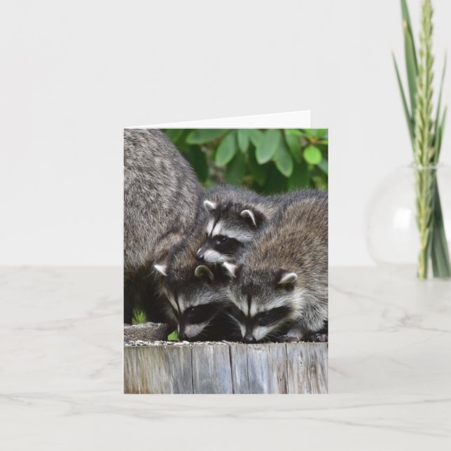Raccoon Babies! Karte (Vorderseite)