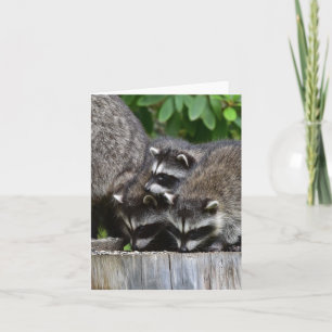 Raccoon Babies! Karte