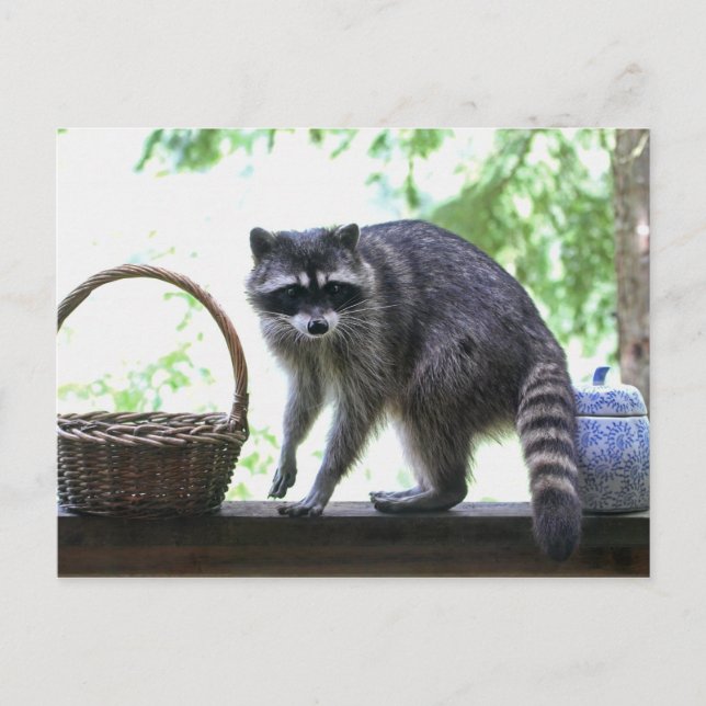 Raccoon-Bild Postkarte (Vorderseite)