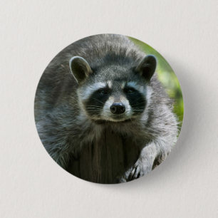 Raccoon Button