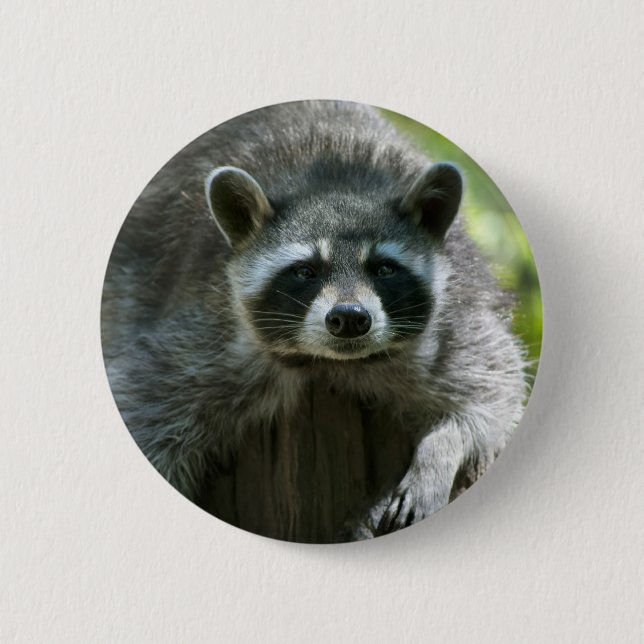 Raccoon Button (Vorderseite)