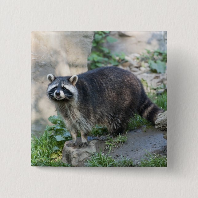 Raccoon-Buttone Button (Vorderseite)