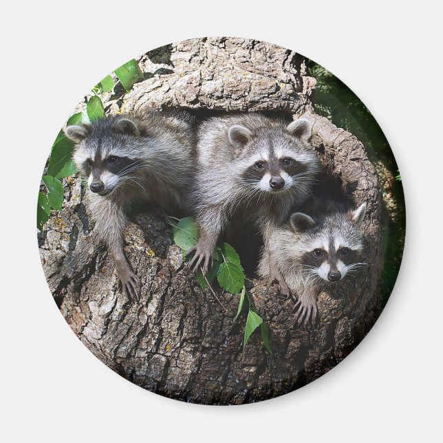 Raccoon - Die drei Amigos Magnet (Vorne)