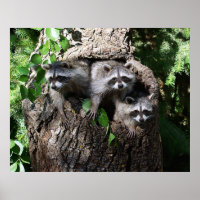 Raccoon - Die drei Amigos