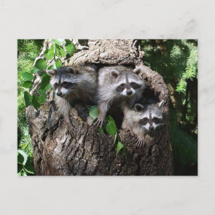 Raccoon - Die drei Amigos Postkarte