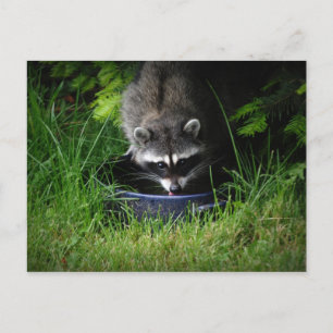 Raccoon Drinks Postkarte
