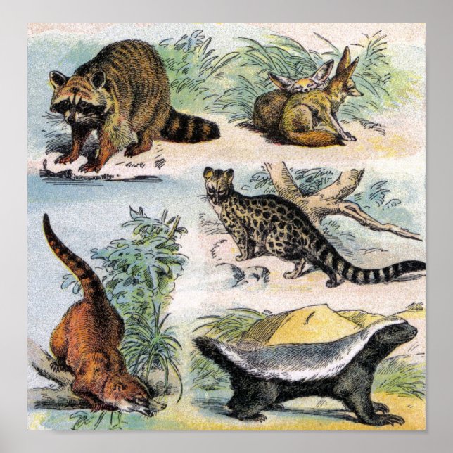 Raccoon, Fennec Fox, Coati, Genets & Ratel Poster (Vorne)