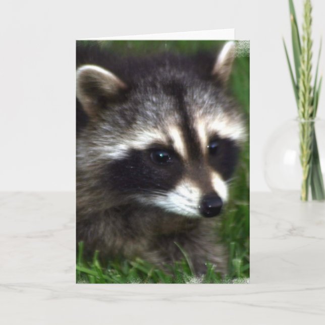Raccoon Foto Grußkarte Karte (Vorderseite)