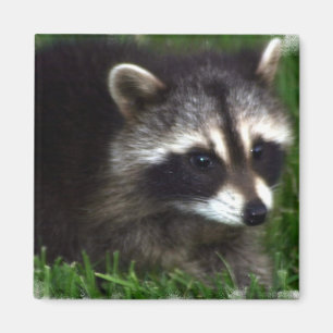Raccoon Foto Magnet