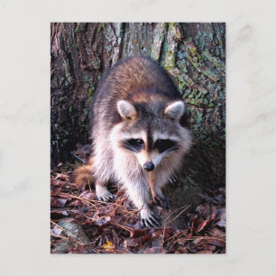 Raccoon-Foto Postkarte