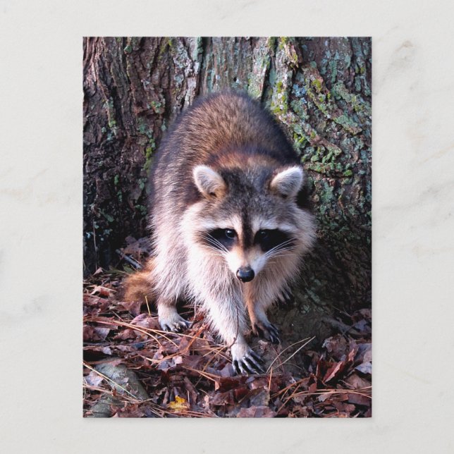 Raccoon-Foto Postkarte (Vorderseite)
