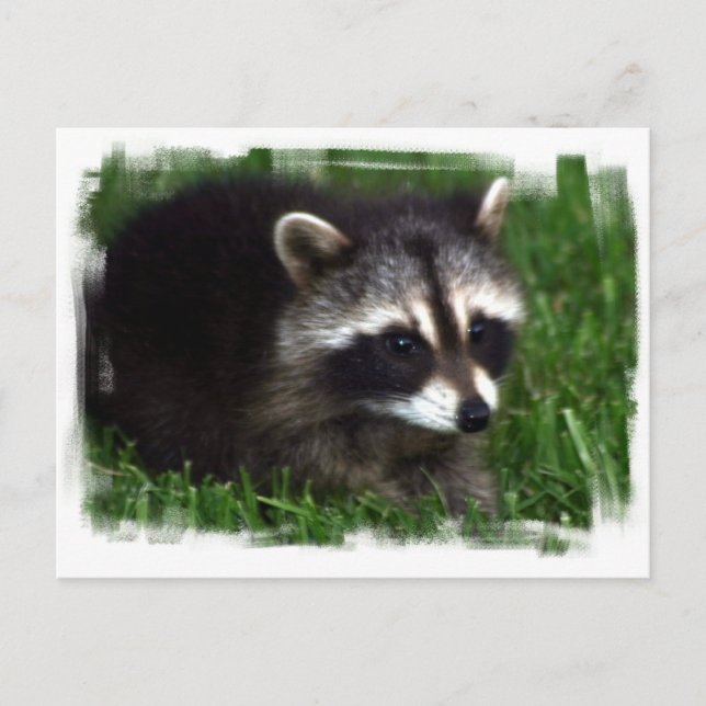Raccoon Foto Postkarte (Vorderseite)