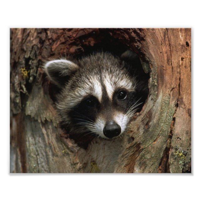 Raccoon Foto Print (Vorne)