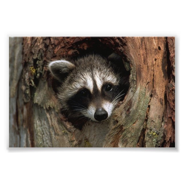 Raccoon Foto Print (Vorne)