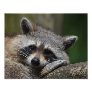 Raccoon Fotodruck