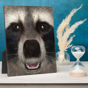 Raccoon Fotoplatte