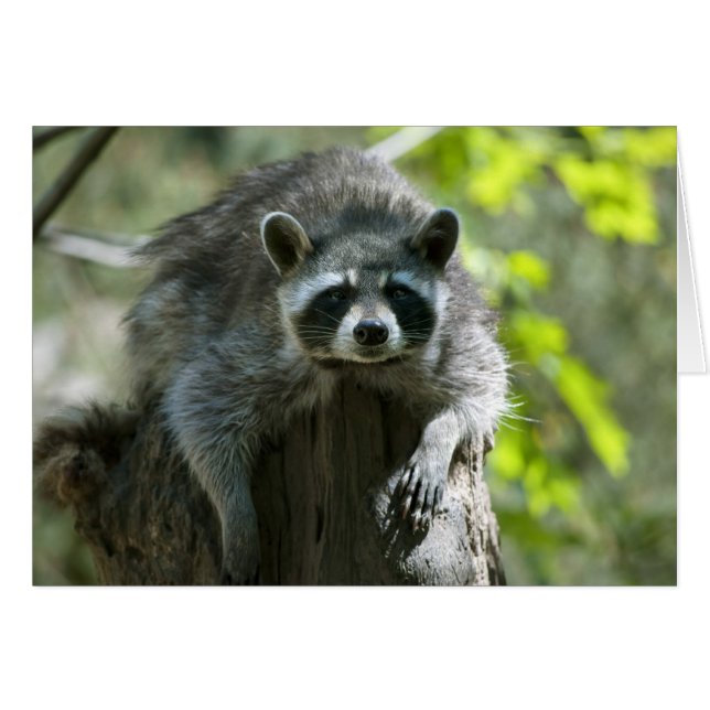 Raccoon Grußkarte (Vorderseite (Horizontal))