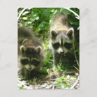 Raccoon Habitat Postcard