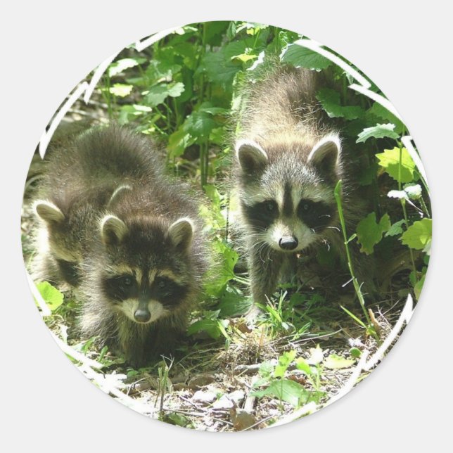 Raccoon Habitat Stickers (Vorderseite)