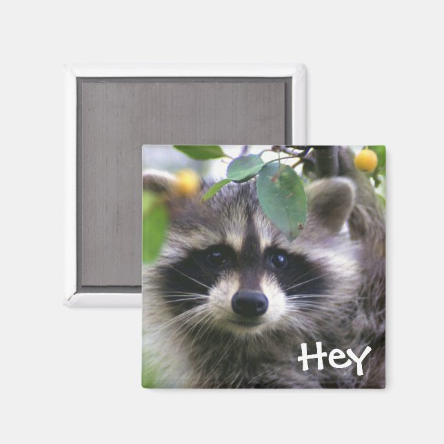 Raccoon in Crabapple Tree Magnet (Vorderseite/Rückseite)
