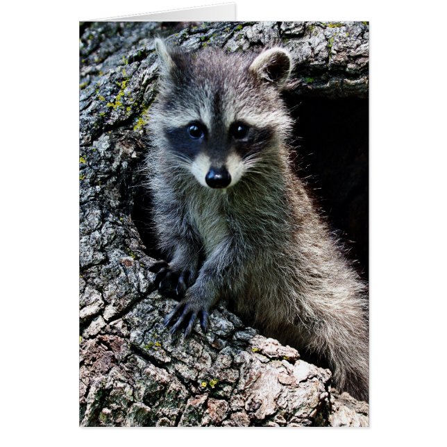 Raccoon in den Den (Vorne)