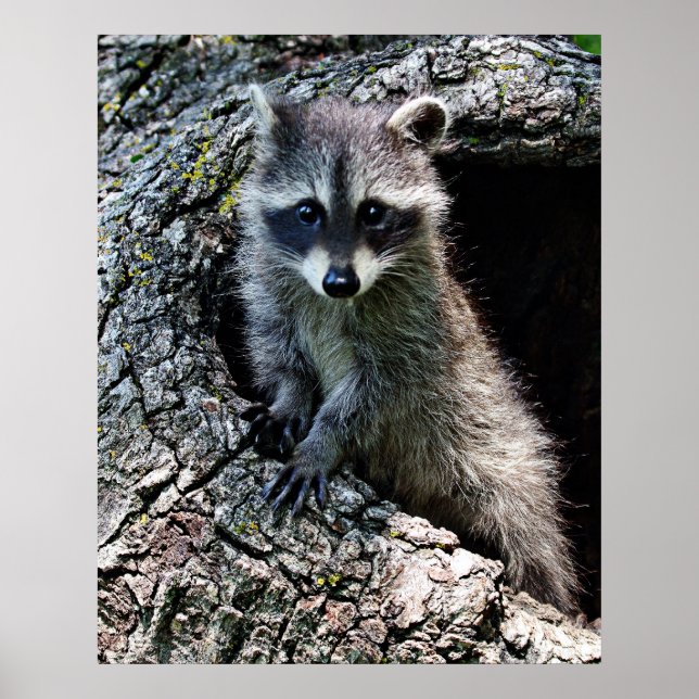 Raccoon in den Den Poster (Vorne)