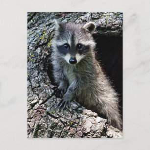 Raccoon in den Den Postkarte