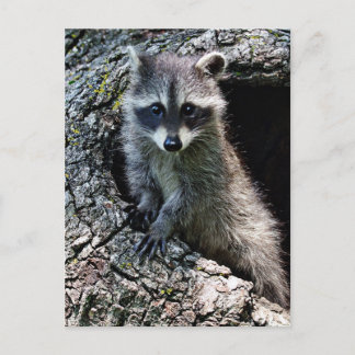 Raccoon in den Den Postkarte