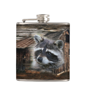 Raccoon in der alten Scheune Flachmann