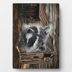 Raccoon in der alten Scheune Fotoplatte