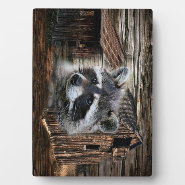 Raccoon in der alten Scheune Fotoplatte (Vorderseite)