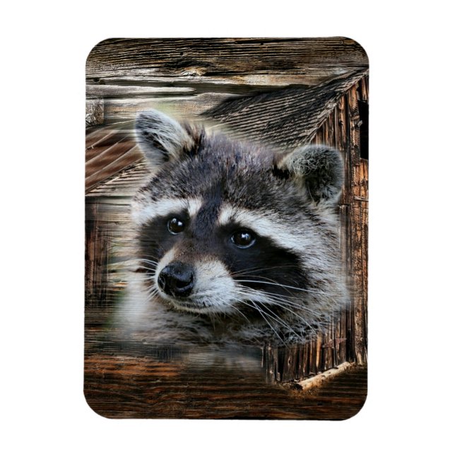 Raccoon in der alten Scheune Magnet (Vertikal)