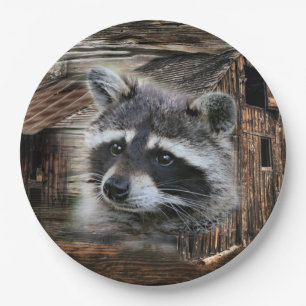 Raccoon in der alten Scheune Pappteller