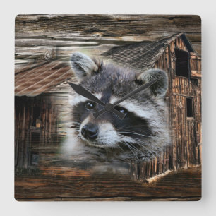 Raccoon in der alten Scheune Quadratische Wanduhr