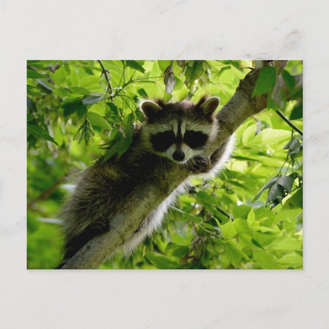 Raccoon in Green Tree Niedlich grau maskierte Marm Postkarte (Vorderseite)