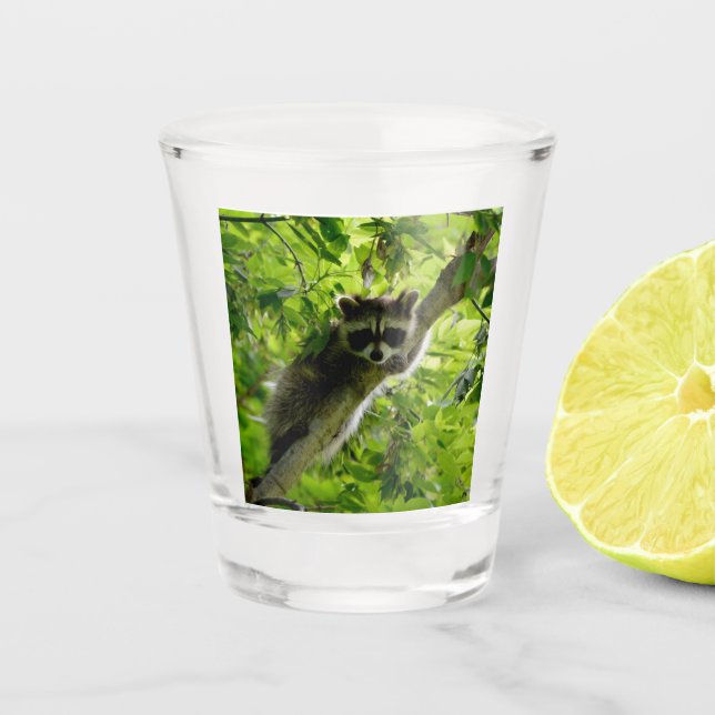 Raccoon in Green Tree Niedlich grau maskierte Marm Schnapsglas (Vorderseite)