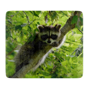 Raccoon in Green Tree Niedlich grau maskierte Marm Schneidebrett