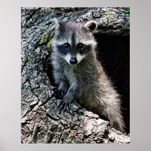 Raccoon in the Den Poster