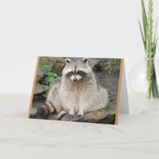Raccoon Karte