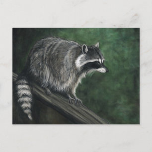 "Raccoon" Kunst, Dichtung und Musik Postkarte