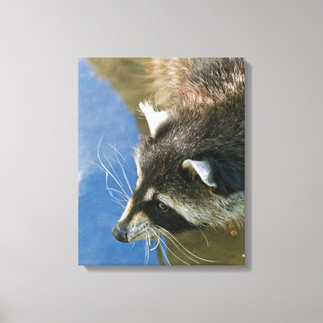 Raccoon Leinwanddruck (Vorderseite)