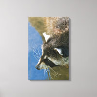 Raccoon