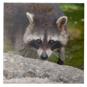 Raccoon macht direkten Augenkontakt Fliese