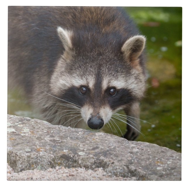 Raccoon macht direkten Augenkontakt Fliese (Vorderseite)