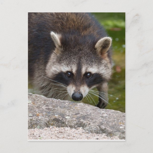 Raccoon macht direkten Augenkontakt Postkarte (Vorderseite)