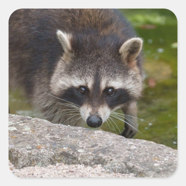 Raccoon macht direkten Augenkontakt Quadratischer Aufkleber (Vorderseite)