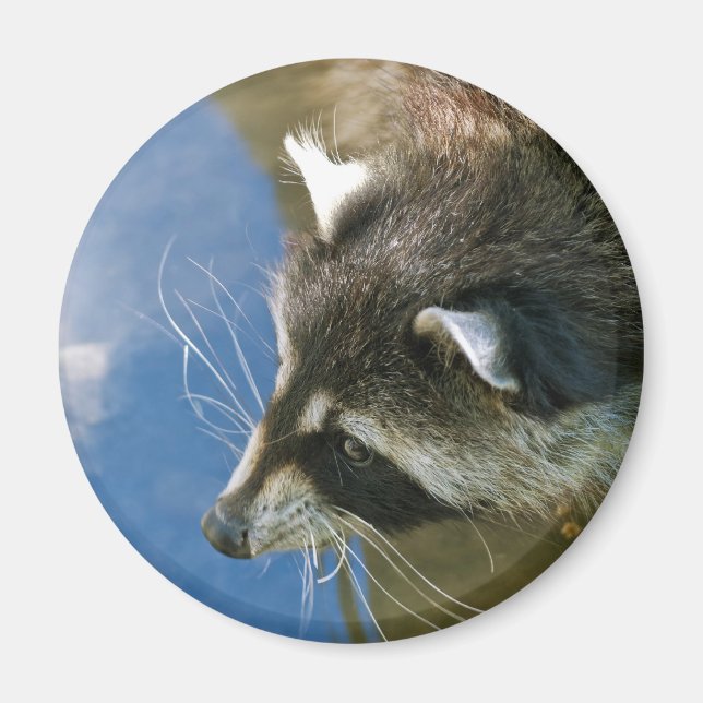 Raccoon Magnet (Vorne)