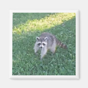 Raccoon Magnet