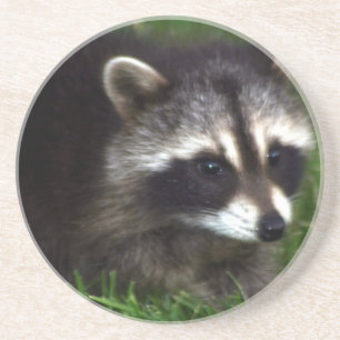 Raccoon-Masken-Untersetzer Sandstein Untersetzer